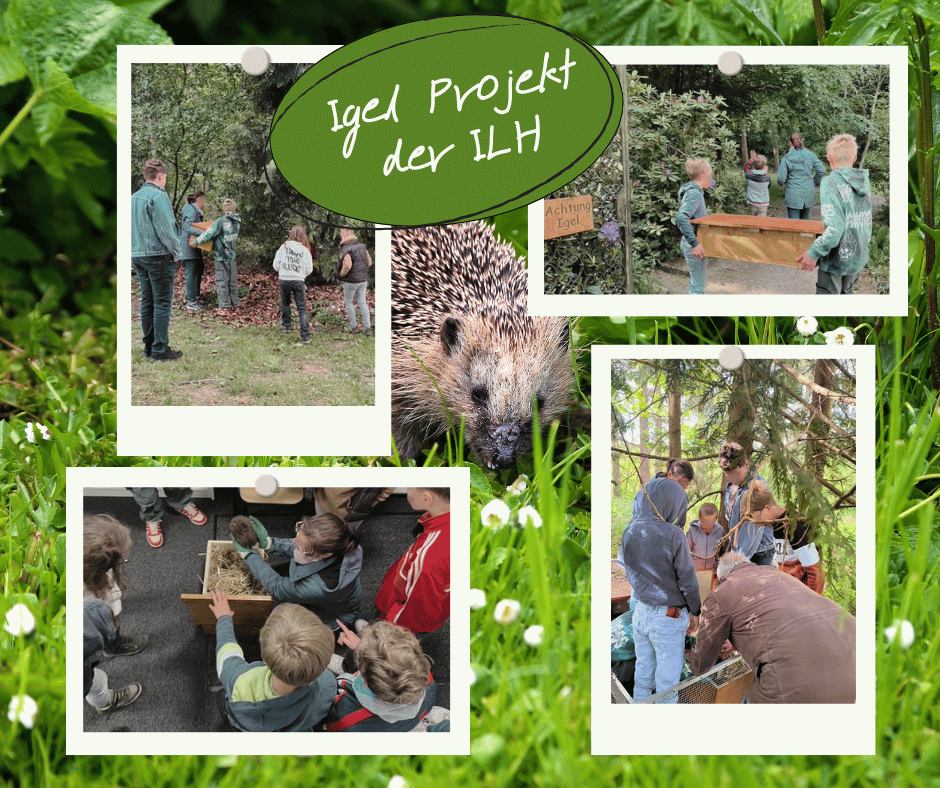 Collage aus Bildern des Igel Projektes