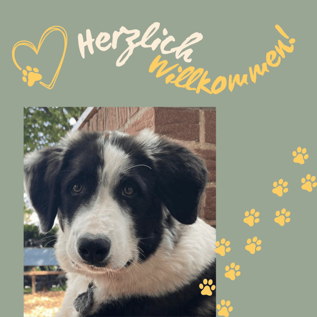 Portrait von einem Schäferhund-Mix