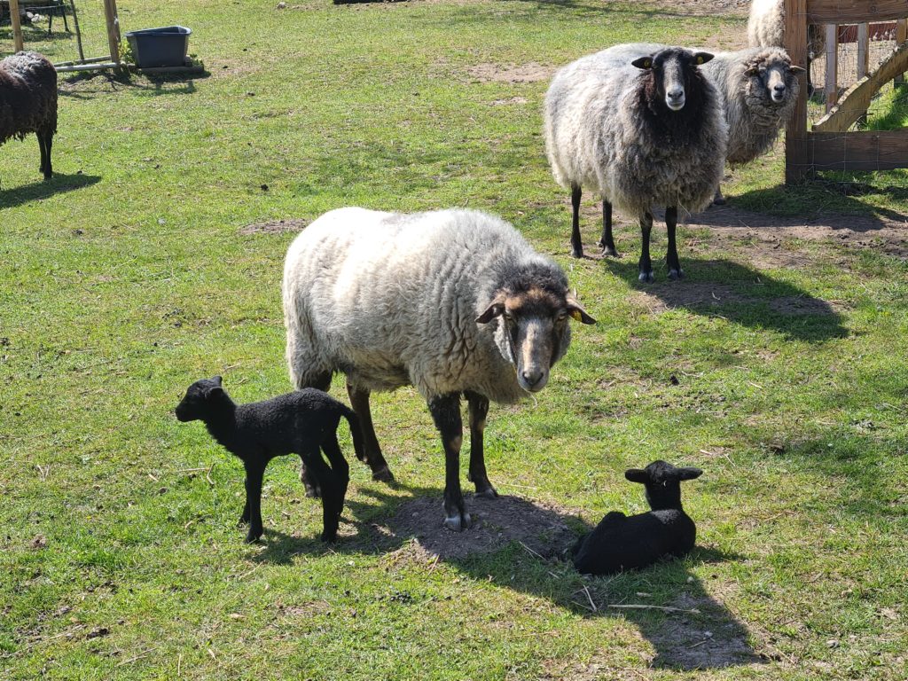 Schafe in der Tagesförderstätte