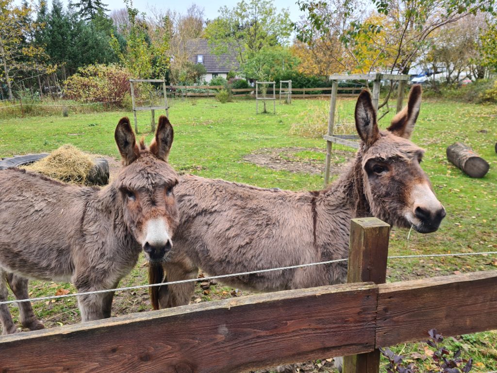 2 Esel in der Tagesförderstätte